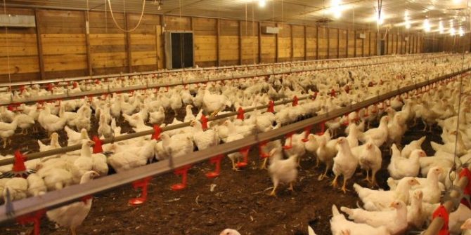 Agricultural Innovations: Clay for Poultry Farming Success