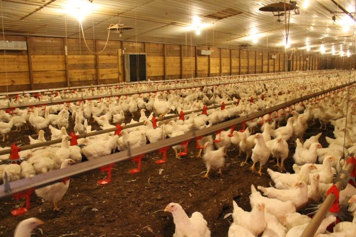 Agricultural Innovations: Clay for Poultry Farming Success